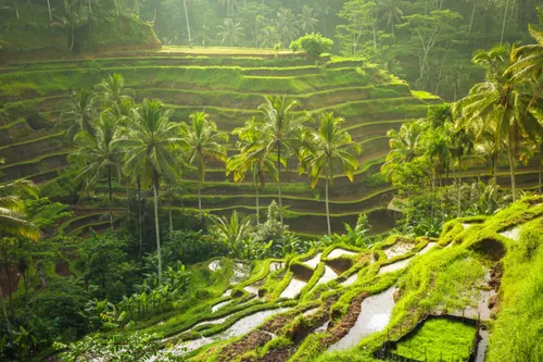 Tegalalang rice terrace Ubud Bali with lush green layered fields and palm trees