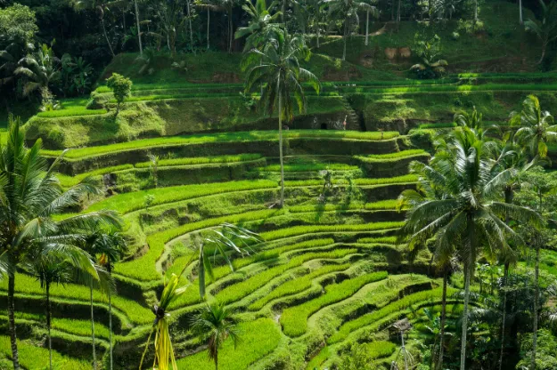 Ubud Ricefield
